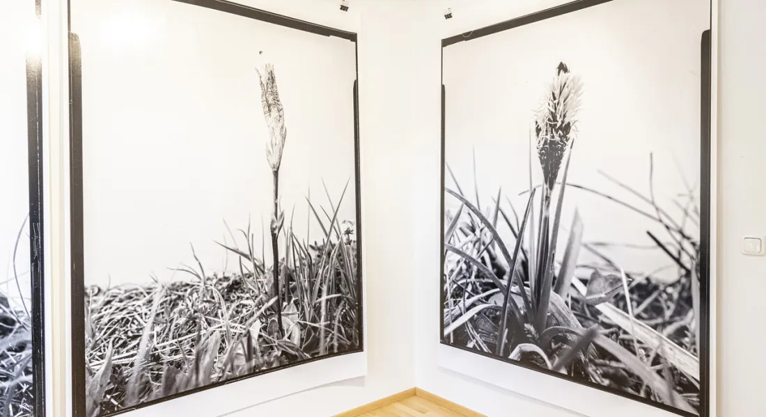 Mit ihren Glanzeffekten heben Christof Rehms Serien »Böse Blumen«, »Giverny noir«, »Missing Link« u.a. (Ausschnitte) den Impressionismus auf ein neues Niveau. © a3kultur/mav