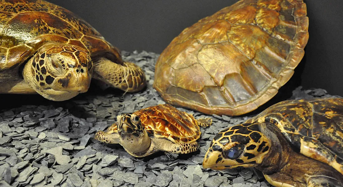 Von Schildkröten und Menschen © Andreas Hagens