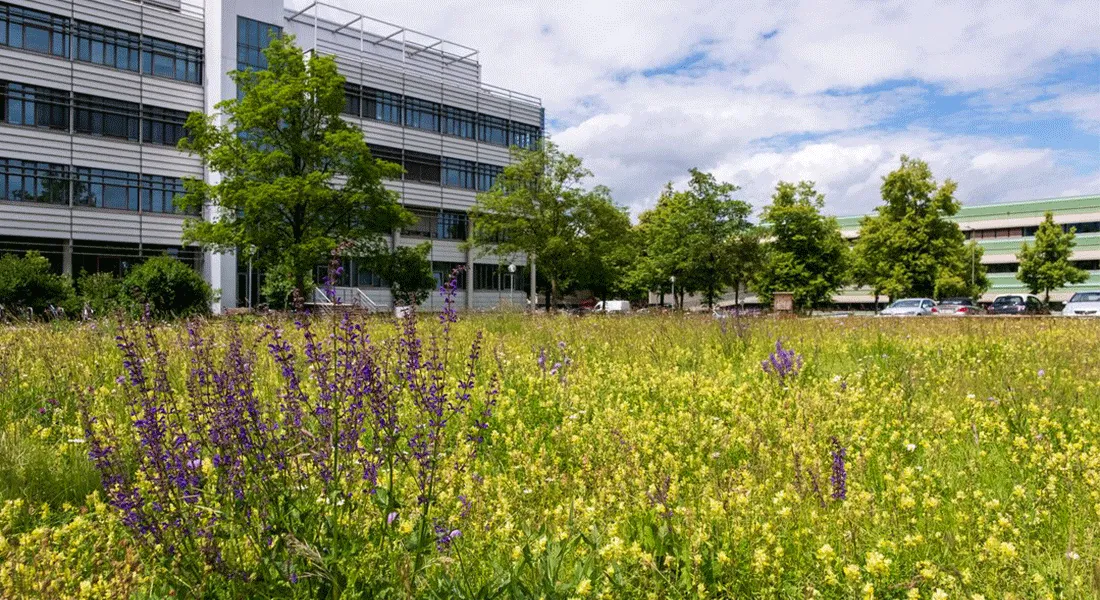 Rasenflächen wie hier vor dem Physikgebäude der Universität Augsburg werden zum Anlegen von Blühflächen für Insekten genutzt um so die Biodiversität auf dem Campus-Gelände zu fördern. © Universität Augsburg