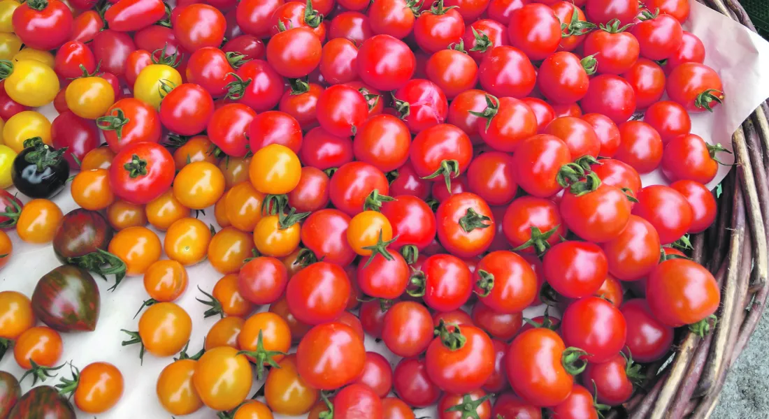 Tomaten der Gärtnerein Schlegel