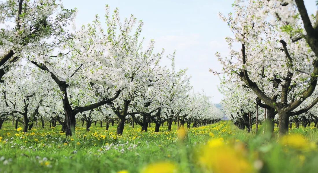 Die Streuobstwiesen des Obsthofs Zott rund um die Gemeinde Ustersbach blühen momentan in vollster Pracht und liefern die Aromen für die Destillate der nächsten Jahre.