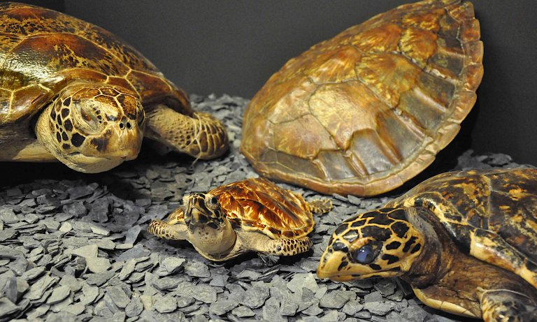 Von Schildkröten und Menschen © Andreas Hagens