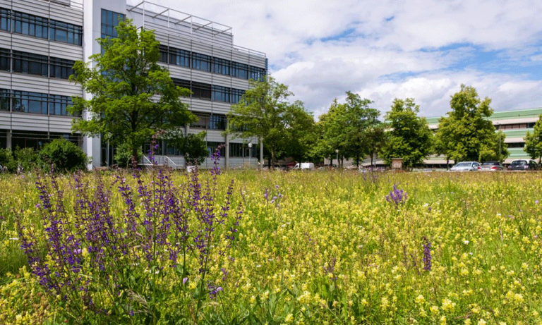 Rasenflächen wie hier vor dem Physikgebäude der Universität Augsburg werden zum Anlegen von Blühflächen für Insekten genutzt um so die Biodiversität auf dem Campus-Gelände zu fördern. © Universität Augsburg
