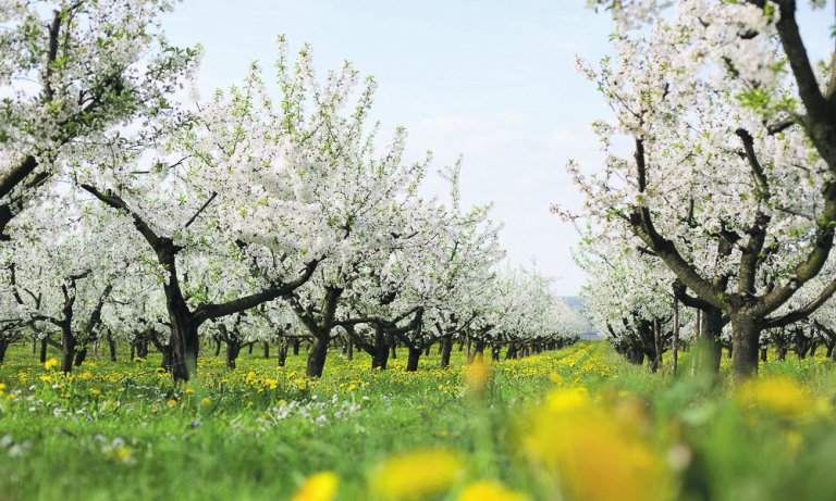 Die Streuobstwiesen des Obsthofs Zott rund um die Gemeinde Ustersbach blühen momentan in vollster Pracht und liefern die Aromen für die Destillate der nächsten Jahre.
